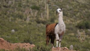 Llama | Bolivia | The Ultimate Travel Company