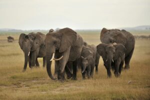 Tanzania | Serengeti Spectacles | Ultimate Travel Company