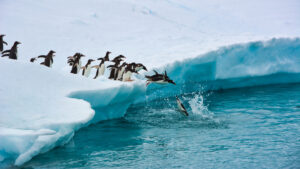 Penguins Jumping Into the Glacial Waters of Antarctica | Antarctica Cruises | Antarctica Cruises | The Ultimate Travel Company
