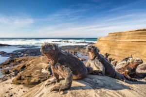 Marine Iguanas | Galapagos Islands Holidays | The Ultimate Travel Company