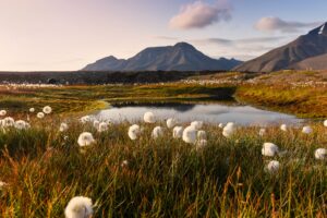 Norway Cotton Field | Norway | The Ultimate Travel Company