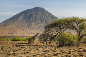 Giraffes in Font of Mount Kilimanjaro | Luxury Tailor-Made Tanzania Safaris & Holidays | The Ultimate Travel Company