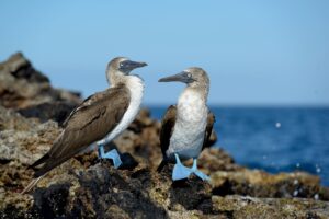 Blue-Footed Booby | Luxury Galapagos Islands Holidays | The Ultimate Travel Company