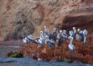 Hotel Paracas, Paracas