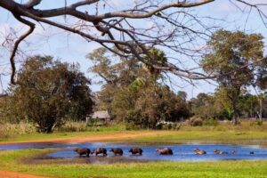 Capybara at Caiman Ecological Refuge in Brazil | Luxury Brazil Holidays | The Ultimate Travel Company