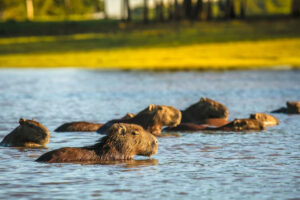Corocora Camp, Los Llanos | Ultimate Travel Co
