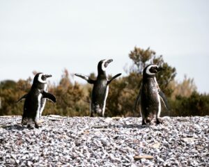 Penguins at Bahia Bustamante, Patagonia | Luxury Argentina Holidays | The Ultimate Travel Company