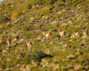 Bahia Bustamante, Patagonia | Luxury Argentina Holidays | The Ultimate Travel Company