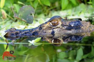 Napo Wildlife Centre, Amazon | The Ultimate Travel Company