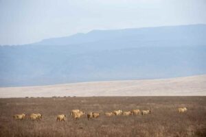 Entamanu Ngorongoro, Ngorongoro Crater | The Ultimate Travel Company