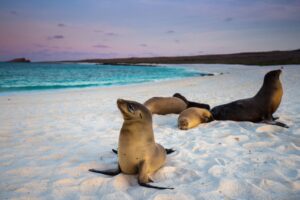 Seals on the Beach in the Galapagos Islands | Luxury Galapagos Holidays | The Ultimate Travel Company