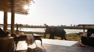 Elephant at Eagle Island Lodge, a Belmond Safari | Luxury Botswana Safari Holidays | The Ultimate Travel Company