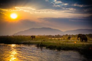 Elephants | Luxury Zambia Safari Holidays | The Ultimate Travel Company