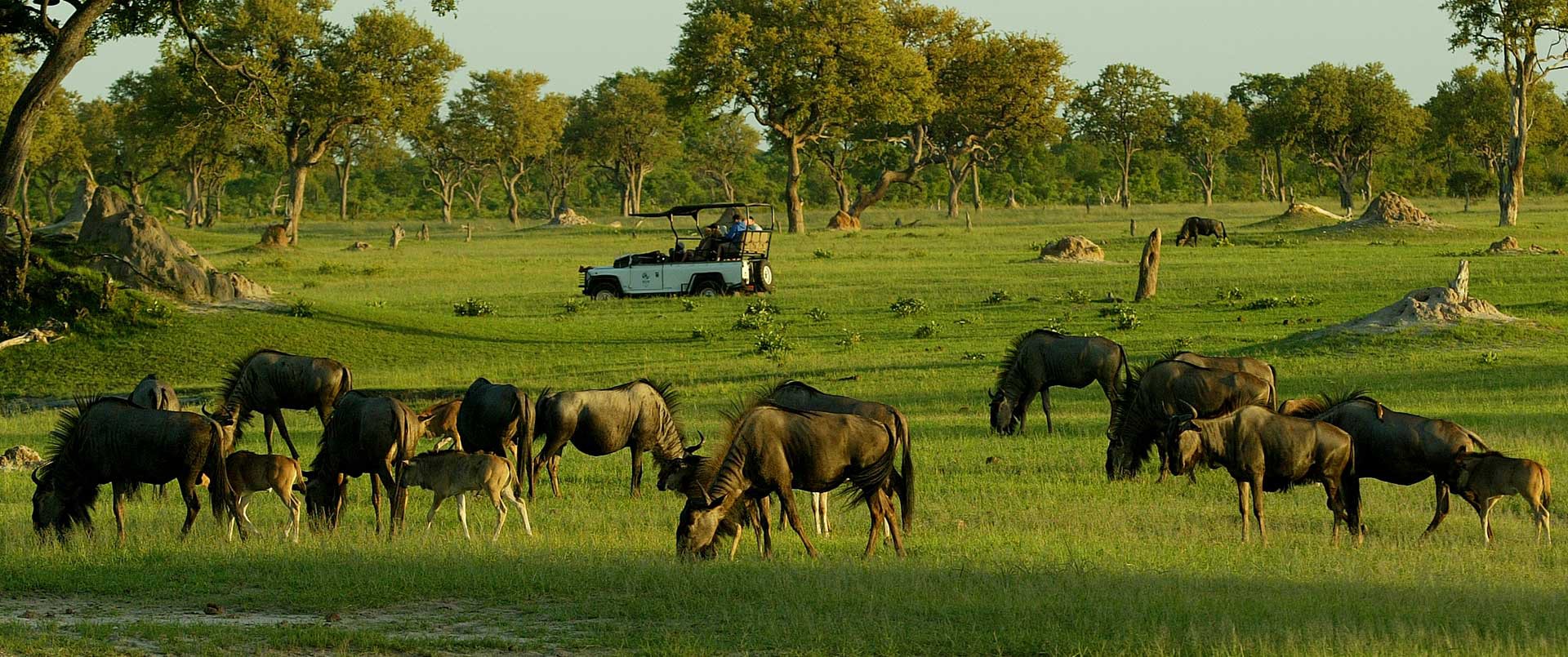 Little Makalolo Camp, Hwange National Park