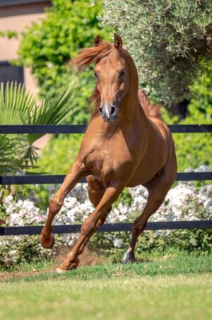 Selman Marrakech | Morocco | Ultimate Travel Company