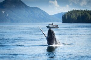 A Humpback Whale Seen From Spirit Bear Lodge | Luxury Canada Holidays | The Ultimate Travel Company