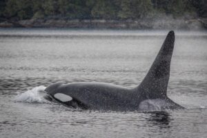 Spirit Bear Lodge | Canada | Ultimate Travel Company