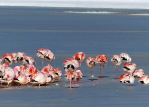 Awasi Atacama | Atacama Desert | Chile | Pink Flamingos | The Ultimate Travel Company