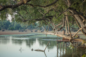 Chikoko Trails Camps, South Luangwa National Park