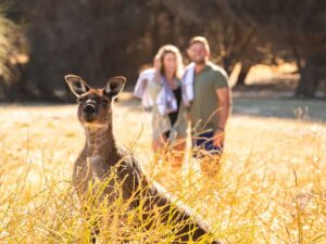 Sea Dragon Kangaroo Island | Australia | Ultimate Travel Company