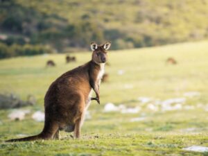 Sea Dragon Kangaroo Island | Australia | Ultimate Travel Company