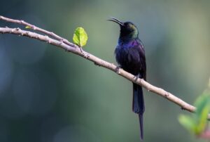 Mayleko Lodge, Gondar