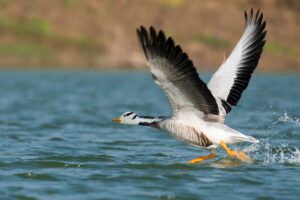 National Chambal Sanctuary