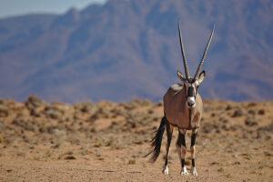 Desert Homestead Outpost, Namib Desert