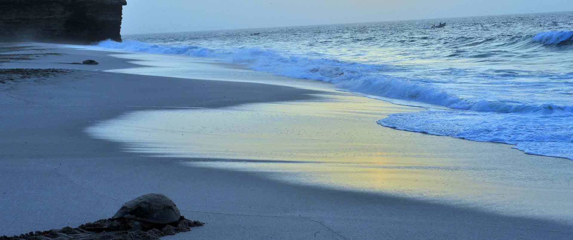 Ras Al Jinz, Arabian Peninsula, Oman | The Ultimate Travel Company