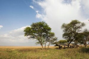 Serengeti Safari Camp, Tanzania | The Ultimate Travel Company