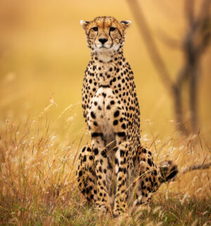 A Cheetah Seen on Kenya Safari | Kenya | The Ultimate Travel Company