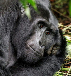 The Ultimate Travel Company | June | Rwanda