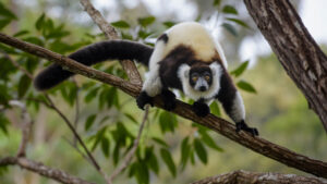 Lemur | Luxury Madagascar Holidays | The Ultimate Travel Company