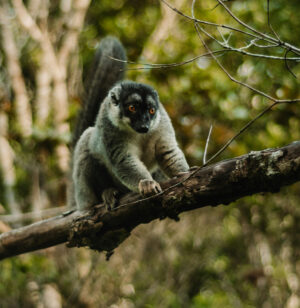 The Ultimate Travel Company | Responsibility | Madagascar | Lemur