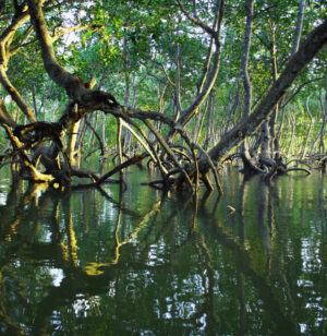 The Ultimate Travel Company | Responsibility | Madagascar | Mangrove Trees