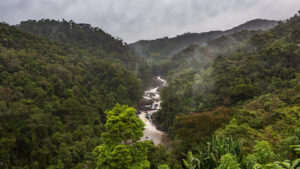 The Ultimate Travel Company | Responsibility | Madagascar Rainforest