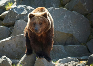 A Grizzly Bear Standing on a Rock | Luxury Canada Holidays | The Ultimate Travel Company