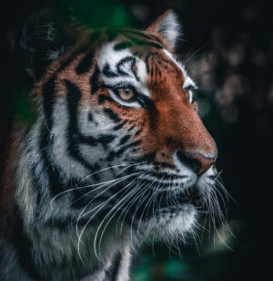 Ultimate Travel Company | Wildlife and Safari Holidays | Tiger