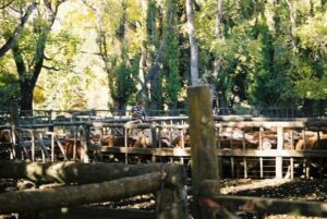 Estancia Tipiliuke, Northern Lake District | The Ultimate Travel Company