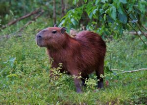 Mashaquipe Ecolodge | Bolivia | Ultimate Travel Company