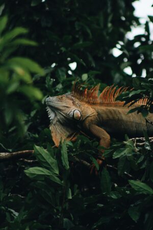 Costa Rica | Leguan | The Ultimate Travel Company