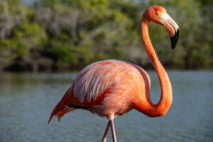La Pinta, Galapagos Islands | The Ultimate Travel Company