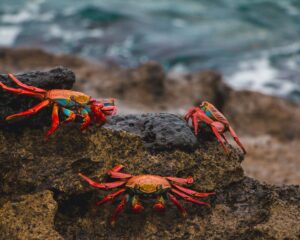 Galapagos Islands | The Ultimate Travel Company