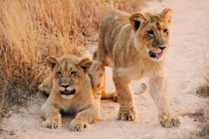 Two Lion Cubs | Luxury Zimbabwe Safaris | The Ultimate Travel Company