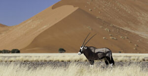Little Kulala, Sossusvlei