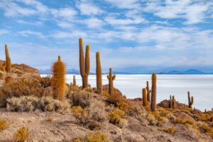 Giant Cactus In Salt Flat | Bolivia | The Ultimate Travel Company