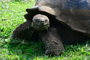 La Pinta, Galapagos Islands | The Ultimate Travel Company