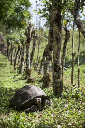 Giant Tortoise Seen in Galapagos Safari Camp, Santa Cruz Island | Luxury Galapagos Holidays | The Ultimate Travel Company