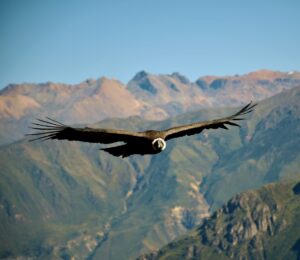 Andean Condor Flying Over Colca Canyon | Peru Holidays | The Ultimate Travel Company