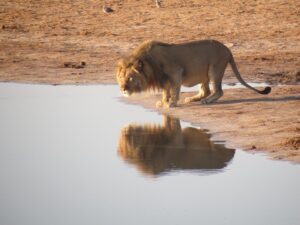 Lion Drinking from a Watering Hole in Zimbabwe | Luxury Zimbabwe Holidays | The Ultimate Travel Company
